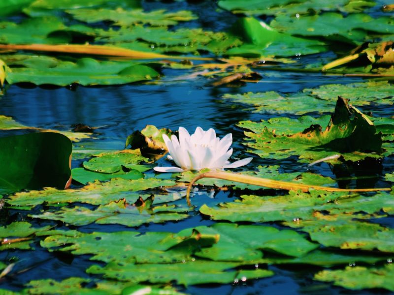 white lotus flower